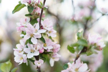 Elma ağacı beyaz çiçekler ve baharda yapraklar