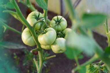 Dalın üzerinde yeşil domatesler yetişiyor. Bahçe yaprakları da yeşil.