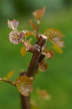 Bulanık arka planda ağaç gövdesinde yeşil üzüm yaprağı
