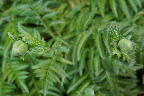 Brotes de flores de amapola de planta verde — Foto de Stock