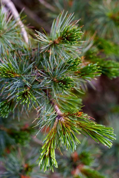 Dennenboom close-up schot nieuwe jonge bladeren groenblijvende — Stockfoto