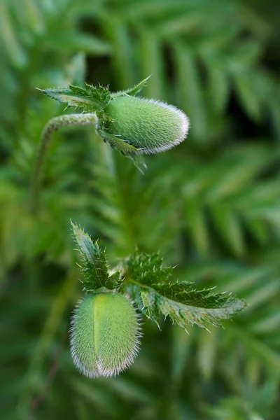 Groene plant papaver bloem knop — Stockfoto