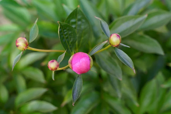 Knospen von Pionierblume und grünen Blättern auf grün verschwommenem Hintergrund — Stockfoto