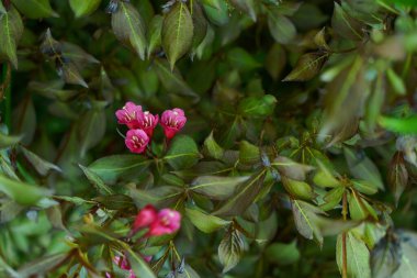 Bulanık arkaplanda yeşil yapraklı Weigela çiçekleri 