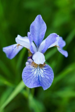Yeşil bulanık arkaplanlı mavi süsen kuşlarını kapat 