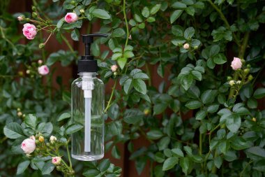 Çalı üzerinde gül yaprakları ve çiçeklerle gerekli yağı taşıyan şeffaf şişe. 