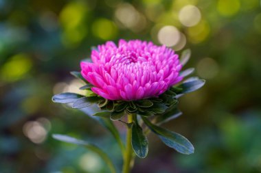 Astra pembe çiçek makrosu bahçede büyüyen doğal ışığı çekti.