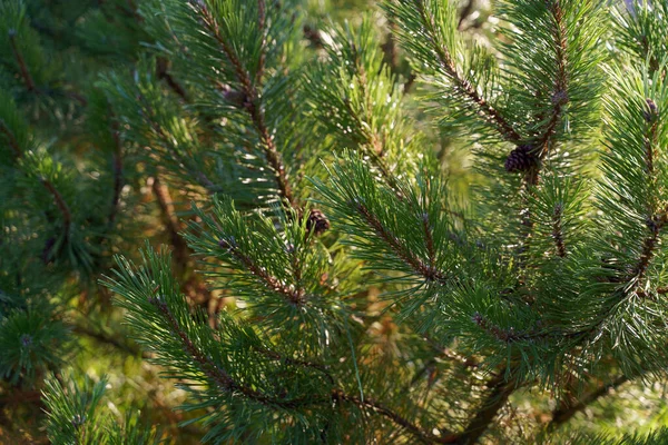 Kozalaklı çam ağacı güneş ışığını kapat