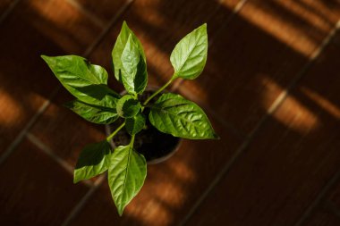 yeşil kırmızı biber yetişiyor 