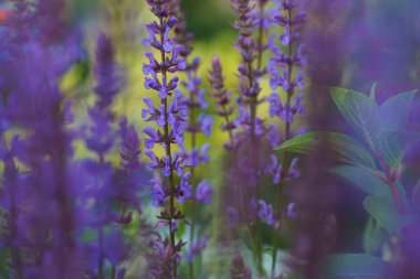 Yeşil yapraklı mor çiçekler bulanık arkaplan 