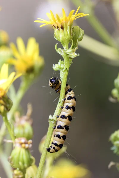 Rups — Stockfoto