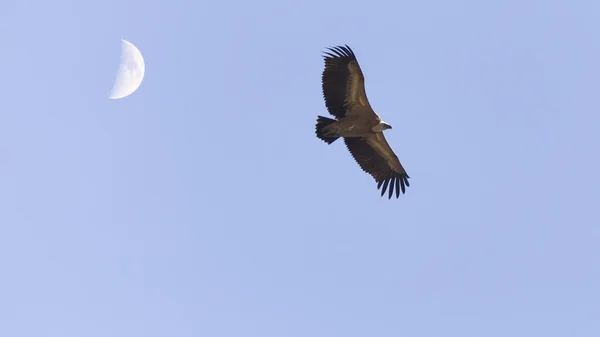 Avvoltoio e luna — Foto Stock