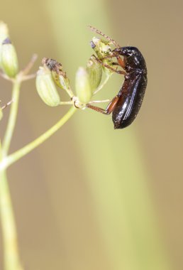 Böcek.