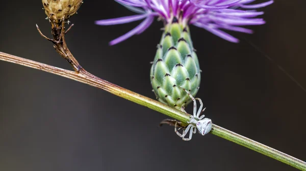 Witte spider bloem — Stockfoto