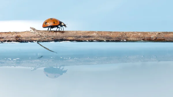 Ladybug — Stock Photo, Image