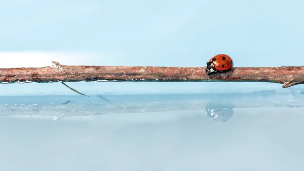 Coccinella — Foto Stock