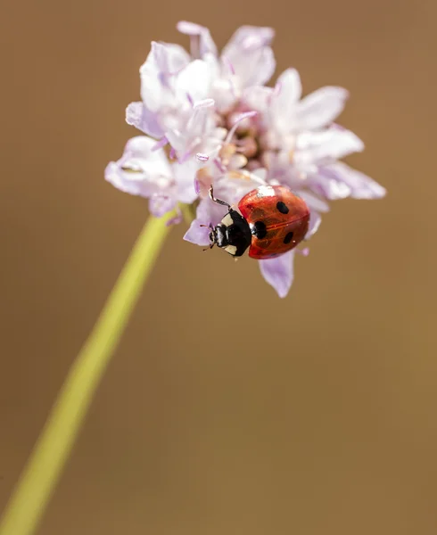 Coccinella — Foto Stock