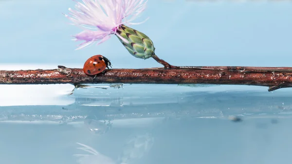 Ladybug — Stock Photo, Image