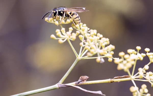 Wasp. — Stock Photo, Image