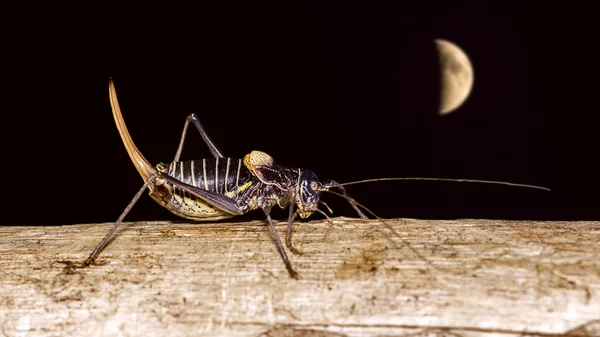 Inseto e Lua — Fotografia de Stock