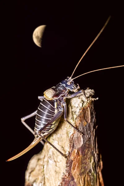 昆虫と月 — ストック写真