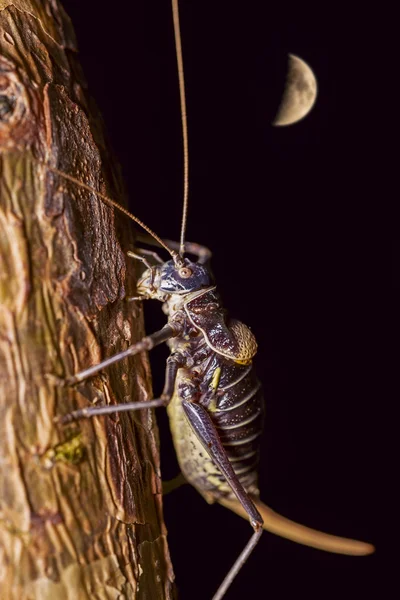 Insect and moon — Stock Photo, Image