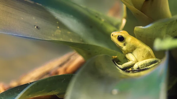 Золотистая ядовитая лягушка — стоковое фото