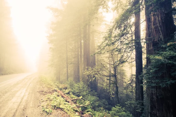 Bosque Foggy Road —  Fotos de Stock