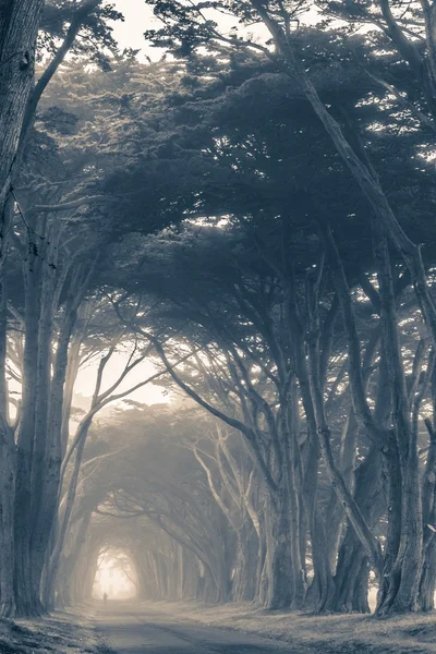 Vicolo degli alberi nebbioso scenico — Foto Stock