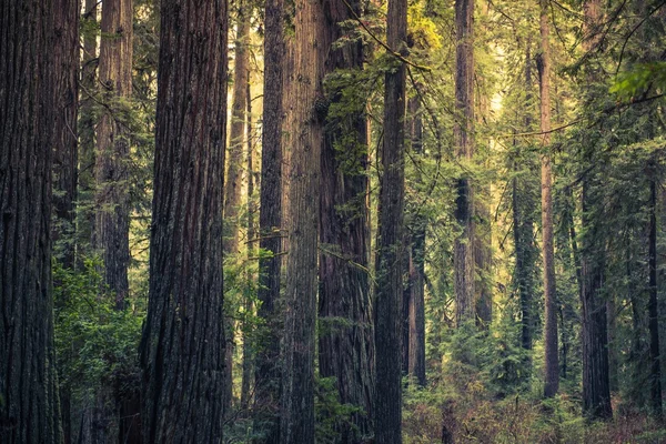 Foresta di sequoie mistero — Foto Stock