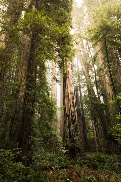 Alto paisaje de árboles de secuoya — Foto de Stock