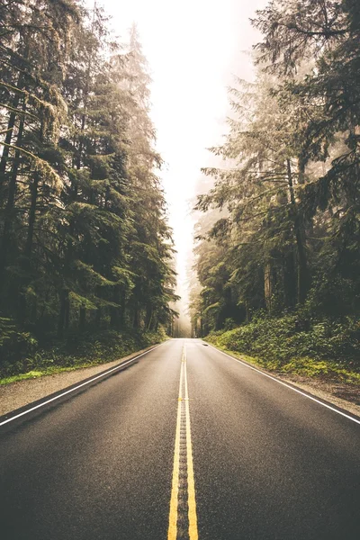 Redwood Forest Road Trip — Stock Photo, Image