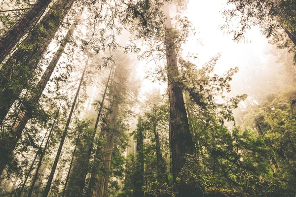 Paisagem florestal nebulosa — Fotografia de Stock
