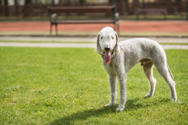 Bedligton Terrier szabadtéri fénykép — Stock Fotó