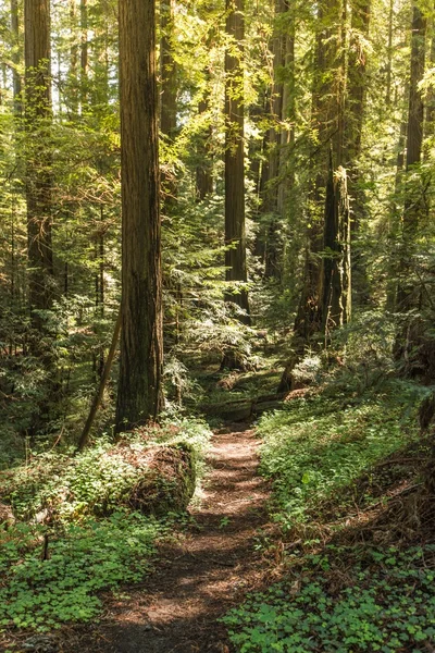 Πράσινο δάσος Trailhead — Φωτογραφία Αρχείου