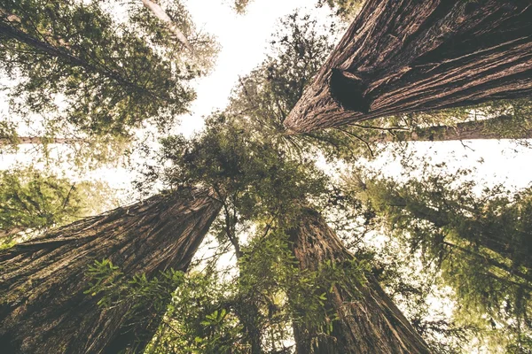 Il luogo della sequoia — Foto Stock