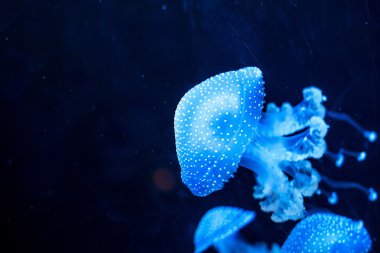 Parlak mavi Jellyfishes