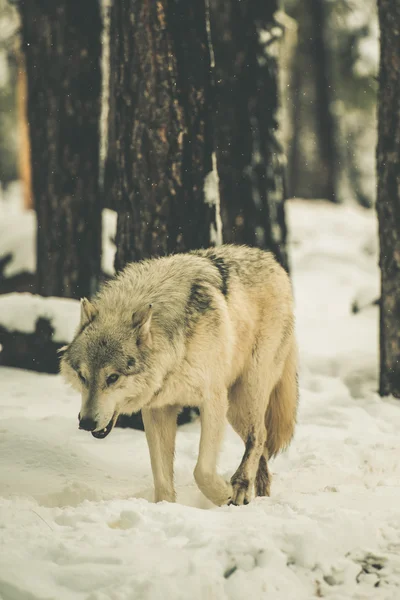 Einsamer weißer Wolf — Stockfoto