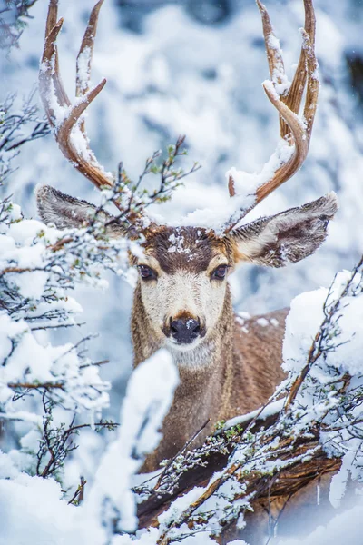 Cerf mulet d'Arizona — Photo