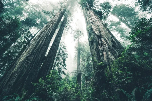 A Floresta Gigante do Mistério — Fotografia de Stock