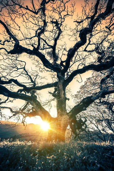 Old Tree Sunset Stock Photo