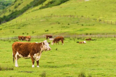 yeşil mera üzerinde ineklerin
