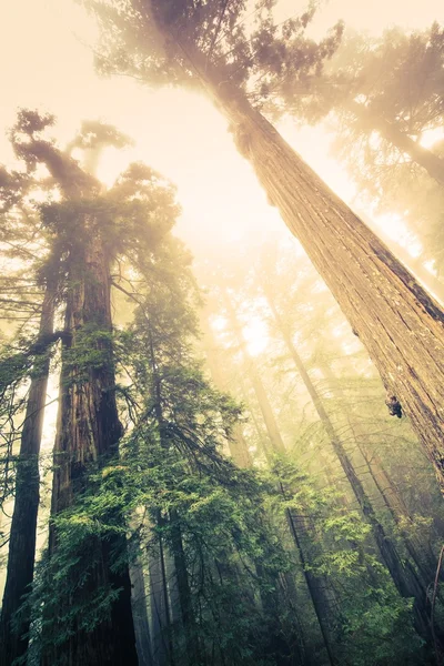 Foresta dei Giganti — Foto Stock