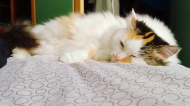 Kahverengi benekli beyaz kedi apartmandaki yatakta uyuyor.