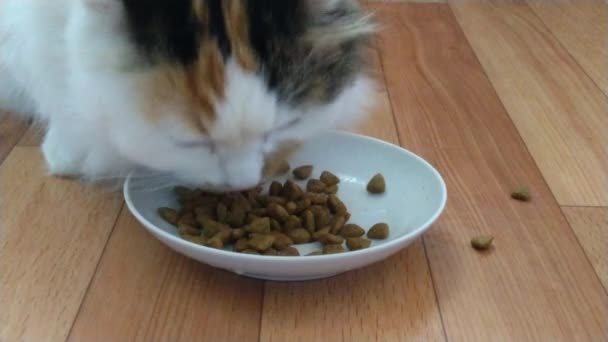 Vit Katt Med Bruna Prickar Äter Torr Hälsosam Mat Från — Stockvideo