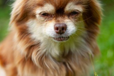 Küçük köpek ChihuaHua yazın çimlerin üzerinde oturur. Bir köpeğin yakın plan görüntüsü