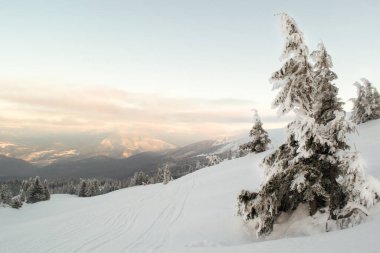 Karlı çam ağaçlarında kayak yamacı. Dağ manzarası. Yatay oryantasyon. Boşluğu kopyala.