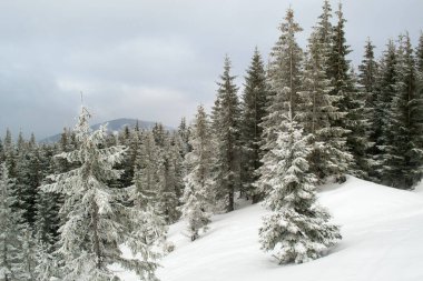 Kar uzun çam ağaçlarını kapladı. Dağ manzarası. Kış tatili için dağlara gidiyoruz. Yatay oryantasyon. Boşluğu kopyala.