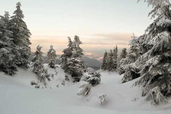 Çam ağaçları ve çalılar karla kaplıydı. Dağ manzarası. Dağlarda kış yürüyüşü kavramı. Yatay oryantasyon. Boşluğu kopyala.