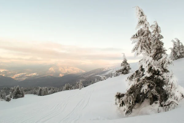 Karlı çam ağaçlarında kayak yamacı. Dağ manzarası. Yatay oryantasyon. Boşluğu kopyala.